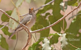 Pelioslijster - African Thrush - Turdus pelios