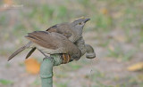 Sahelbabbelaar - Brown Babbler - Turdoides plebejus