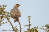 Zwarte wouw - Black kite - Milvus migrans