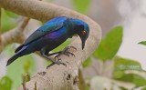 Bronsstaartglansspreeuw - Bronze-tailed Glossy Starling - Lamprotornis chalcurus