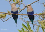 Blauwbuikscharrelaar - Blue-bellied Roller - Coracias cyanogaster