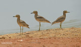 Senegalgriel - Senegal Thick-knee - Burhinus senegalensis