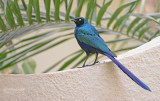Groene langstaartglansspreeuw - Long-tailed Glossy Starling - Lamprotornis caudatus