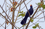 Violette toerako - Violet Turaco - Musophaga violacea