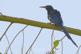 Groene kakelaar - Green Wood-hoopoe - Phoeniculus purpureus