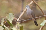 Zwartsnavelduif - Black-billed Wood Dove - Turtur abyssinicus