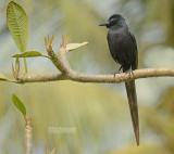 Piapiac - Ptilostomus afer