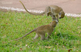 Geelgroene meerkat - Green monkey - Chlorocebus sabaeus