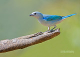 Bisschopstangare - Blue-grey Tanager - Thraupis episcopus