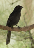 Senegalese drongovliegenvanger - Northern black flycatcher - Melaenornis edolioides