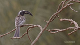 Grijze tok - African grey hornbill - Tockus nasutus