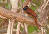 Roodbuikparadijsmonarch - Red-bellied Paradise Flycatcher - Terpsiphone rufiventer