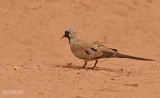 Maskerduif - Namaqua dove - Oena capensis