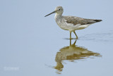 Groenpootruiter; Common Greenshank; Tringa nebularia