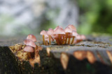 fungi_and_lichen