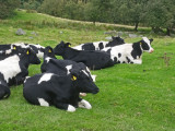 cows_and_bulls