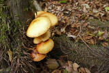 fungi_and_lichen