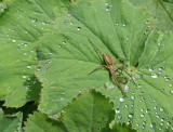 insects_reptiles_snails