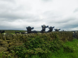 bovine