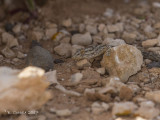 Oost-Canarische Gekko - East Canary Gekko - Tarentola angustimentalis