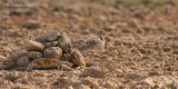 Westelijke Kraagtrap ssp fuertaventurae - Canarian Houbara Bustard - Chlamydotis undulata fuertaventurae