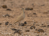 Renvogel - Cream-coloured Courser - Cursorius cursor
