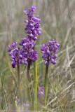 Harlekijnorchis - Green-winged Orchid - Anacamptis morio