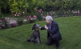 dogs