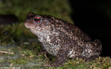 Bufo bufo_EM-94740.jpg
