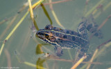 Pelophylax perezi_EM-0573.jpg