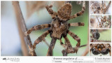 Araneus angulatus cf MA.jpg