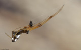 Argyrodes argyrodes 0000MA-93139.jpg