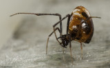 Argyrodes argyrodes 1206FA-94334.jpg