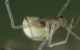Enoplognatha ovata 0000FA-90472.jpg