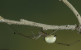 Enoplognatha ovata 0000FA-90483.jpg