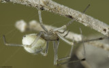 Enoplognatha ovata 0000FA-90580.jpg