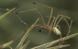 Enoplognatha ovata 0808MA-95376.jpg