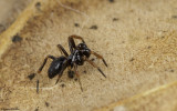 Euryopis episinoides 1069MA-94408.jpg