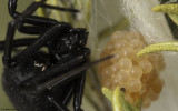 Latrodectus tredecimguttatus 1009FA-96581.jpg