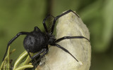 Latrodectus tredecimguttatus 1009FA-96566.jpg