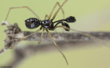 Neottiura uncinata 0000MA-98492.jpg