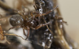 Robertus arundineti 0916FA-90550.jpg