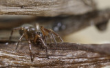 Robertus arundineti 0916FA-90552.jpg