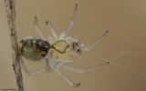 Simitidion simile 0557MA-94741.jpg