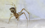 Simitidion simile 0707MA-91162.jpg