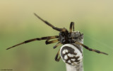 Steatoda albomaculata 0000FA-92303.jpg