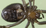 Steatoda grossa 0524FA-92448.jpg