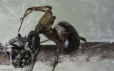 Steatoda nobilis 0000FA-91613.jpg
