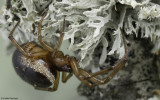 Steatoda nobilis 0000FA-95351.jpg