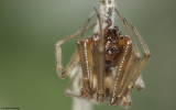 Steatoda triangulosa 1407MA-97780.jpg